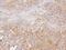 Oxysterol Binding Protein antibody, NBP2-15057, Novus Biologicals, Immunohistochemistry paraffin image 