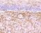Myelin Oligodendrocyte Glycoprotein antibody, NBP2-66957, Novus Biologicals, Immunohistochemistry paraffin image 