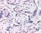 Dual specificity protein phosphatase 16 antibody, NB100-848, Novus Biologicals, Immunohistochemistry paraffin image 