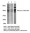 Mitogen-Activated Protein Kinase 8 antibody, LS-C175886, Lifespan Biosciences, Western Blot image 