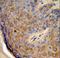 Trichoplein Keratin Filament Binding antibody, LS-C161775, Lifespan Biosciences, Immunohistochemistry paraffin image 