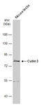Cullin 3 antibody, GTX103715, GeneTex, Western Blot image 