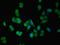 Diphthamine Biosynthesis 6 antibody, LS-C399413, Lifespan Biosciences, Immunofluorescence image 