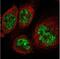 Shugoshin 2 antibody, NBP1-83567, Novus Biologicals, Immunofluorescence image 