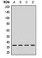 AKT Interacting Protein antibody, LS-C668414, Lifespan Biosciences, Western Blot image 