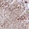 Ankyrin Repeat Domain 9 antibody, PA5-63227, Invitrogen Antibodies, Immunohistochemistry frozen image 