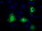 MCL1 Apoptosis Regulator, BCL2 Family Member antibody, LS-C115080, Lifespan Biosciences, Immunofluorescence image 
