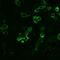 Gamma-Aminobutyric Acid Type B Receptor Subunit 2 antibody, 720283, Invitrogen Antibodies, Immunocytochemistry image 