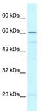 Zinc Finger Protein 212 antibody, TA333882, Origene, Western Blot image 