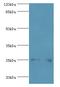 MOB Kinase Activator 1A antibody, A57065-100, Epigentek, Western Blot image 