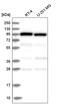 Coatomer Protein Complex Subunit Gamma 1 antibody, HPA037866, Atlas Antibodies, Western Blot image 