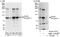 Insulin Receptor antibody, NBP2-12793, Novus Biologicals, Immunoprecipitation image 
