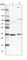 VPS37B Subunit Of ESCRT-I antibody, HPA038217, Atlas Antibodies, Western Blot image 