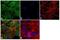 Laminin Subunit Alpha 2 antibody, 711233, Invitrogen Antibodies, Immunofluorescence image 