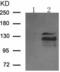 c-Kit antibody, TA323712, Origene, Western Blot image 
