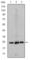 Eukaryotic Translation Initiation Factor 4E antibody, abx010704, Abbexa, Western Blot image 