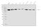 TNFAIP3 Interacting Protein 1 antibody, A02299-2, Boster Biological Technology, Western Blot image 
