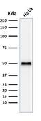 p53 antibody, AE00291, Aeonian Biotech, Western Blot image 