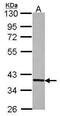 G Protein Subunit Beta 1 antibody, PA5-30046, Invitrogen Antibodies, Western Blot image 