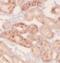 GLI Family Zinc Finger 2 antibody, FNab03477, FineTest, Immunohistochemistry frozen image 