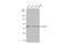 SLU7 Homolog, Splicing Factor antibody, GTX630653, GeneTex, Western Blot image 