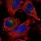 WD Repeat Domain 77 antibody, NBP1-82779, Novus Biologicals, Immunofluorescence image 