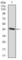 Insulin Like Growth Factor 2 antibody, abx012013, Abbexa, Western Blot image 