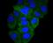 Phosphoribosylglycinamide Formyltransferase, Phosphoribosylglycinamide Synthetase, Phosphoribosylaminoimidazole Synthetase antibody, NBP2-67612, Novus Biologicals, Immunofluorescence image 