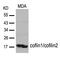 Cofilin 1 antibody, MBS9403505, MyBioSource, Western Blot image 