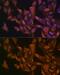 Vascular Endothelial Growth Factor B antibody, GTX16404, GeneTex, Immunocytochemistry image 