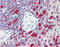 Caspase 3 antibody, ADI-AAP-113-F, Enzo Life Sciences, Immunohistochemistry frozen image 