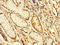 F-Box And WD Repeat Domain Containing 12 antibody, orb32673, Biorbyt, Immunohistochemistry paraffin image 