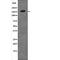 c-met antibody, abx216806, Abbexa, Western Blot image 