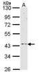 G Protein-Coupled Receptor 83 antibody, PA5-28769, Invitrogen Antibodies, Western Blot image 