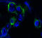EPH Receptor B4 antibody, STJ98036, St John