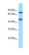 Zinc Finger Protein 311 antibody, orb325572, Biorbyt, Western Blot image 