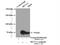 Methylcrotonoyl-CoA Carboxylase 1 antibody, 14861-1-AP, Proteintech Group, Immunoprecipitation image 