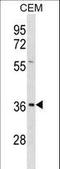 Ephrin B1 antibody, LS-C157703, Lifespan Biosciences, Western Blot image 