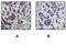 Protein Kinase CAMP-Dependent Type II Regulatory Subunit Alpha antibody, ab32390, Abcam, Immunohistochemistry paraffin image 