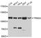 Tripartite Motif Containing 24 antibody, abx126739, Abbexa, Western Blot image 