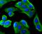 MYD88 Innate Immune Signal Transduction Adaptor antibody, NBP2-67626, Novus Biologicals, Immunocytochemistry image 