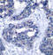 Insulin Receptor Substrate 1 antibody, STJ22198, St John
