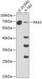 Paired Box 3 antibody, 16-741, ProSci, Western Blot image 