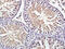 Glutamate Ionotropic Receptor NMDA Type Subunit Associated Protein 1 antibody, GTX51232, GeneTex, Immunohistochemistry paraffin image 