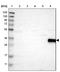 CD226 Molecule antibody, NBP1-85001, Novus Biologicals, Western Blot image 