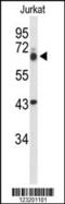 TLE Family Member 1, Transcriptional Corepressor antibody, 64-027, ProSci, Western Blot image 