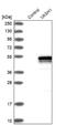 Vasohibin 1 antibody, NBP1-82944, Novus Biologicals, Western Blot image 