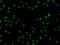 Forkhead box protein C2 antibody, 207586-T02, Sino Biological, Immunohistochemistry paraffin image 