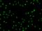 Forkhead Box C2 antibody, 207586-T02, Sino Biological, Immunohistochemistry paraffin image 