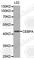 CCAAT Enhancer Binding Protein Alpha antibody, A0903, ABclonal Technology, Western Blot image 